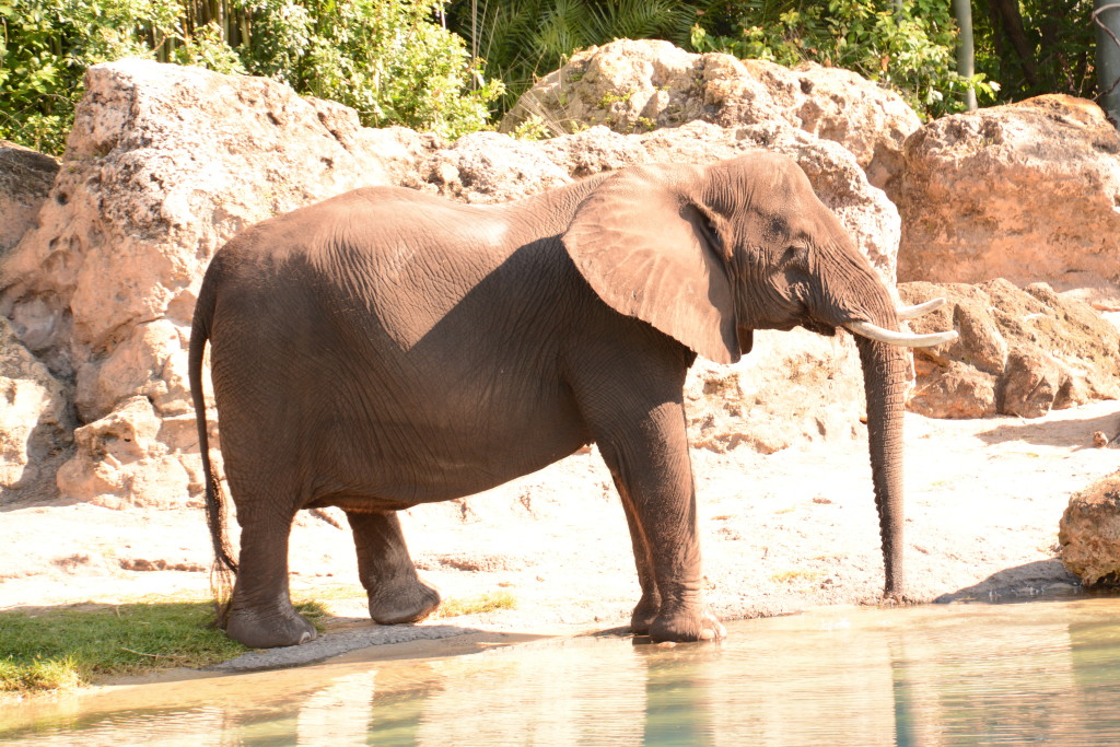 elephants at Animal Kingdom